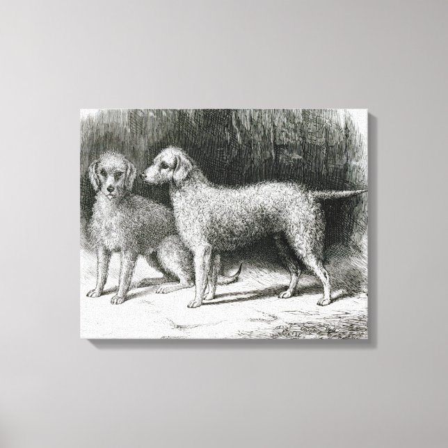 Impressão Em Tela Bedlington Terriers- F. Armstrong (Frente)