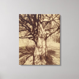 Impressão Em Tela Beech Tree (por Eugène Atget)