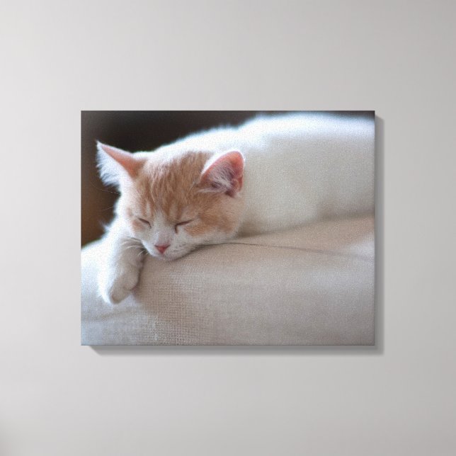 Impressão Em Tela Beige Cansado E Gatinho Branco (Frente)