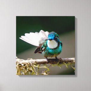 Impressão Em Tela Beija-flor-de-garganta-branca na Costa Rica