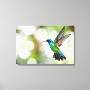 Impressão Em Tela Beija-flor Iridescente Voa Através de Gotículas de