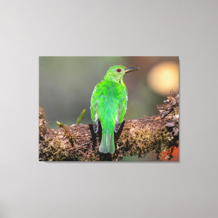 Impressão Em Tela Beija-flor-verde na Costa Rica