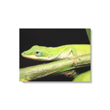 Bela e Legal Anole Verde e Divertida, Lizard Anima