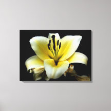 Bela Flor Amarela Elegante no Preto