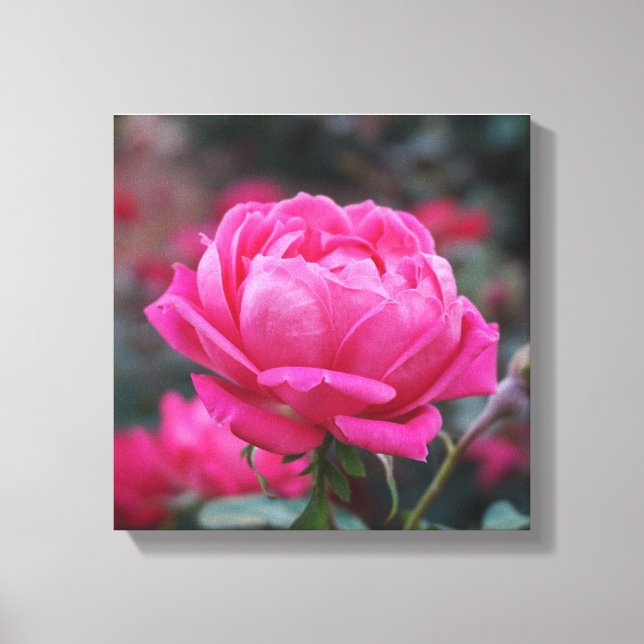 Impressão Em Tela Bela Flor de Rosa Rosa (Frente)