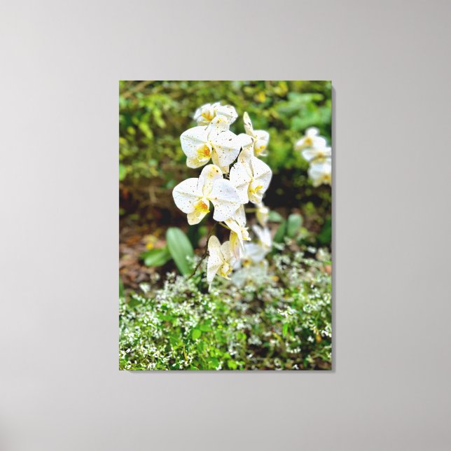 Impressão Em Tela Beleza de Orquídea (Frente)