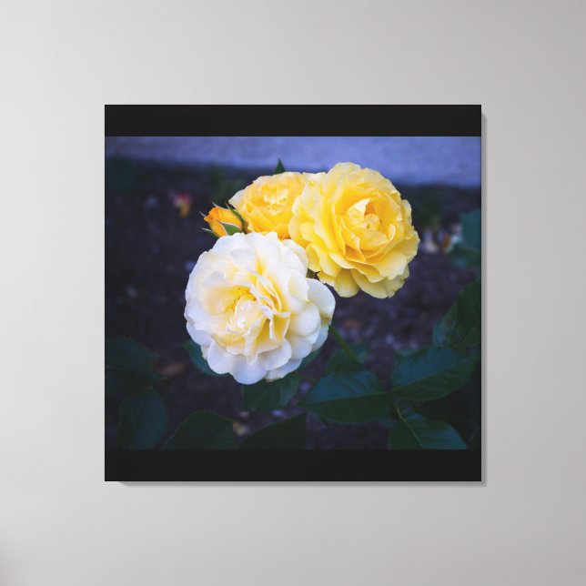 Impressão Em Tela Beleza dos Rosas (Frente)