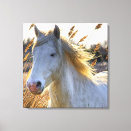 Impressão Em Tela Belo Cavalo
