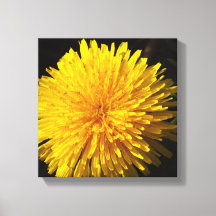 Belo Dandelion Amarelo