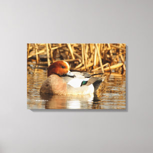 Impressão Em Tela Belo Estranho - Duque Eurasiano Wigeon no Pond