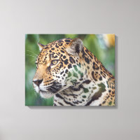 Belo Jaguar na Natureza
