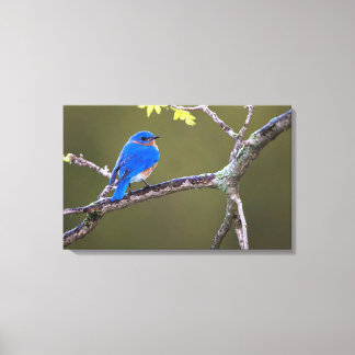 Impressão Em Tela Belo pássaro azul