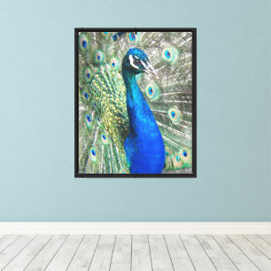 Impressão Em Tela Belo Penas de Pavão Azul Fotografadas