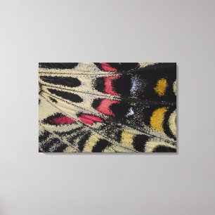 Impressão Em Tela Bhutanitis mansfieldi