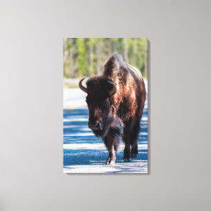 Impressão Em Tela Bisão na estrada no Parque Nacional de Yellowstone