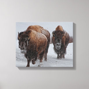 Impressão Em Tela Bisonte de Yellowstone