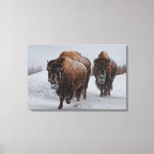 Impressão Em Tela Bisonte de Yellowstone