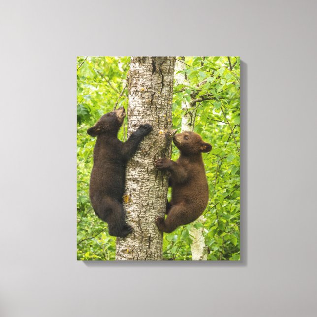 Impressão Em Tela Black Bear Cubs Climbing Tree (Frente)