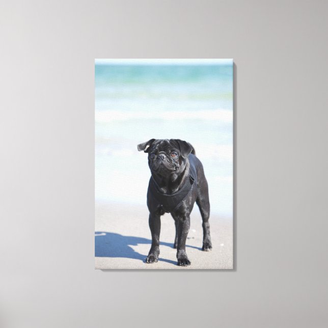 Impressão Em Tela Black Pug Na Praia (Frente)