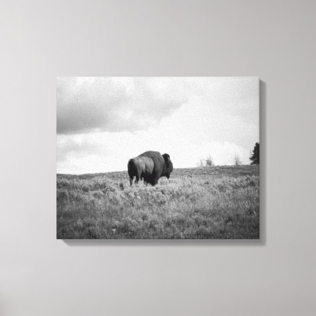 Impressão Em Tela Black & White American Bison Permanente 16x20 (Frente)