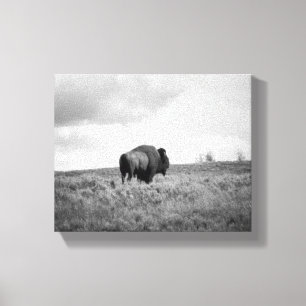 Impressão Em Tela Black & White American Bison Permanente 8x10