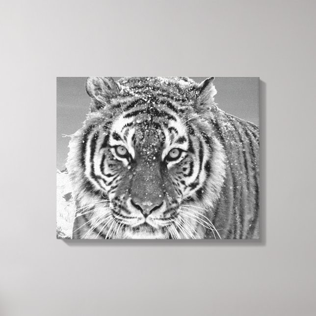 Impressão Em Tela Black White Tiger Winter Photo Snow Mountain (Frente)