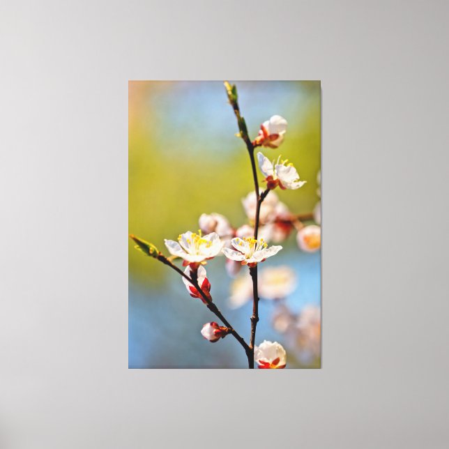 Impressão Em Tela Blossomas de damascos japoneses (Frente)