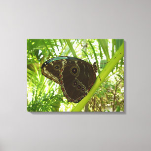 Impressão Em Tela Blue Morpho Butterfly - Fotografia da natureza tro