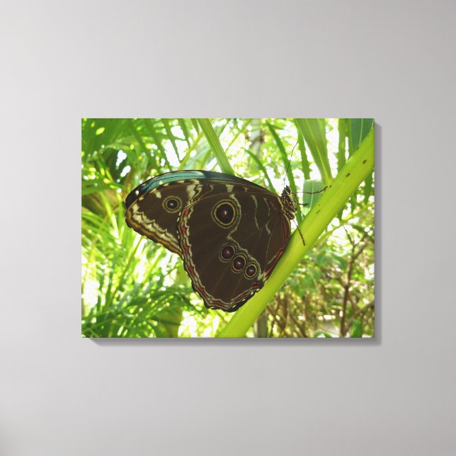 Impressão Em Tela Blue Morpho Butterfly Nature Photoshop (Frente)