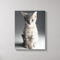 Blue Tabby Kitten