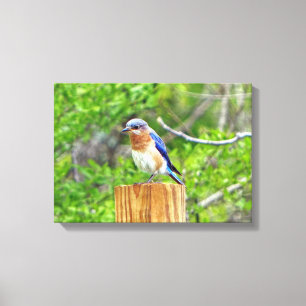 Impressão Em Tela Bluebird em Posto de cerca