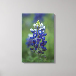 Impressão Em Tela Bluebonnet de Texas