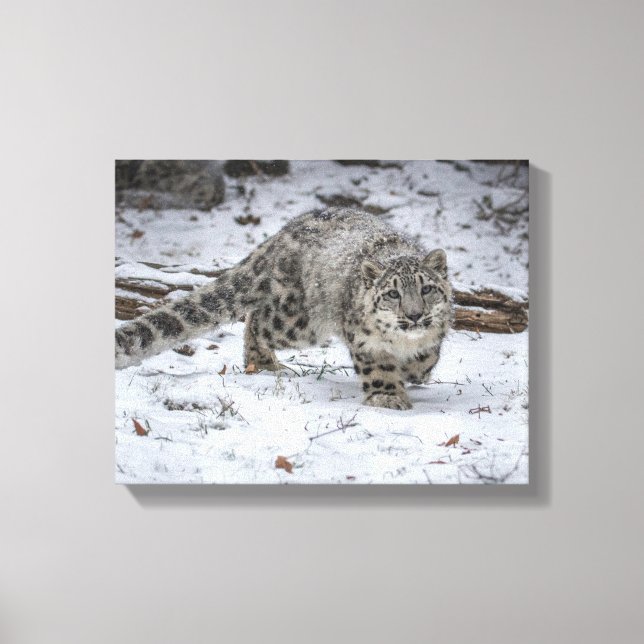 Impressão Em Tela Boca-Cola-Leopardo-da-Neve (Frente)