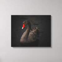 Bonito Swan Negro com Bright Beak Vermelho