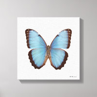 Borboleta Azul Morpho