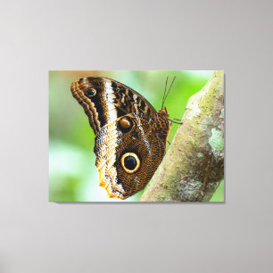 Impressão Em Tela Borboleta Azul Morpho na Costa Rica