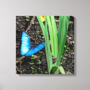 Impressão Em Tela Borboleta Azul Morpho na Costa Rica