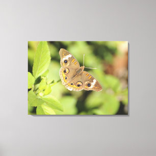 Impressão Em Tela Borboleta comum do buckeye, Junonia coenia.