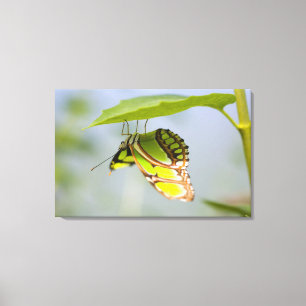 Impressão Em Tela Borboleta da malaquite na folha