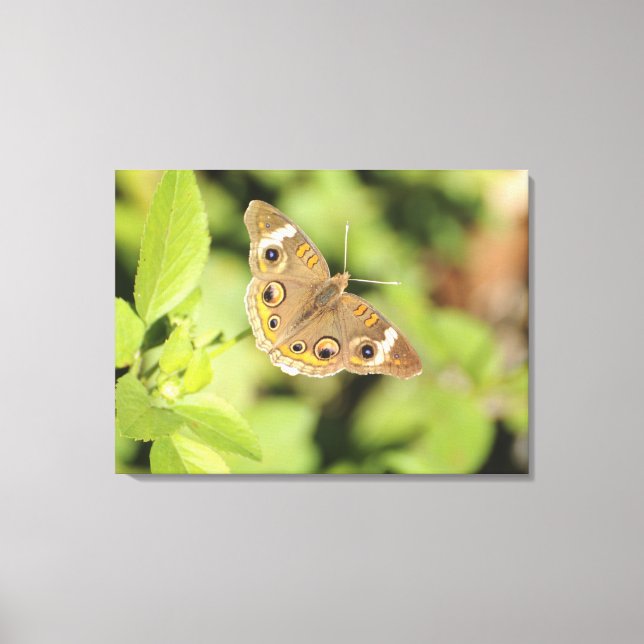 Impressão Em Tela Borboleta de buque comum, Junonia coenia. (Frente)