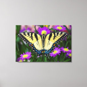 Impressão Em Tela Borboleta de Swallowtail na margarida