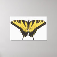 Borboleta do Swallowtail de Tigre Ocidental