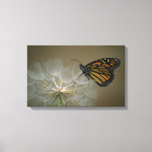 Impressão Em Tela Borboleta em dandelion