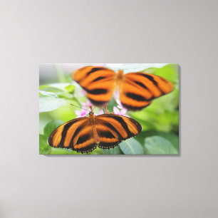 Impressão Em Tela Borboleta longa 2 da asa da zebra