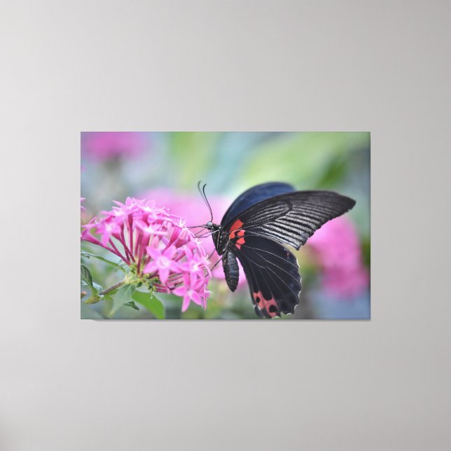 Impressão Em Tela Borboleta na flor (Frente)