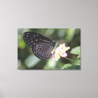 Borboleta negra e azul sobre flores