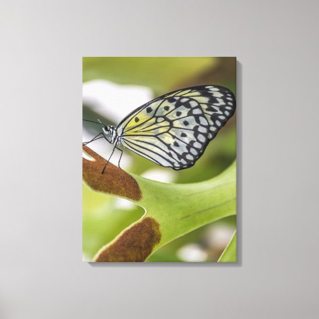 Impressão Em Tela Borboleta para cima e para baixo (Frente)