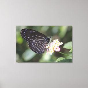 Impressão Em Tela Borboleta preta e azul na flor