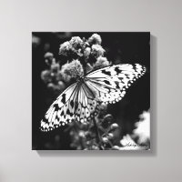 Borboleta Preta e Branca