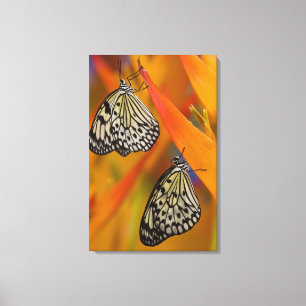 Impressão Em Tela Borboletas de papel do papagaio (leuconoe da